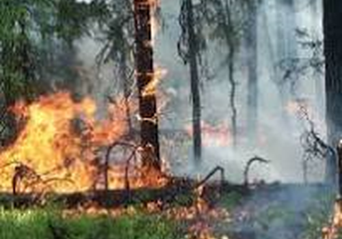 Памятка о правилах поведения в лесу в пожароопасный период